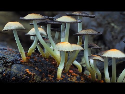 Video-Thumbnail von YouTube