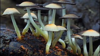 Video-Thumbnail von YouTube