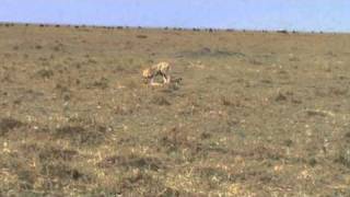 preview picture of video 'Kenya, Masai Mara - Hunting cheetah'