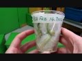 Sprouting Peas - A Growing Experiment 