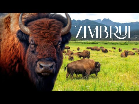 #Zimbrul -#Bizonul european - #FAUNA ROMANIEI Ep 23 #Mamifere – #Copitate - #Documentar