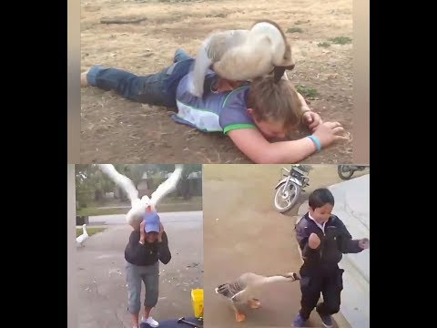 Goose chasing people - funny geese attack compilation