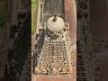 Brihadeeswara Temple Big Temple Of Thanjavur Periya Kovil Aravind Vlogs Shorts