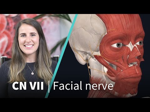 Anatomy Dissected: Cranial Nerve VII (facial nerve)