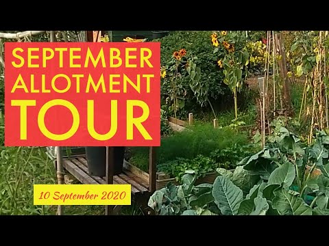 September Allotment Tour (UK), 10/09/2020