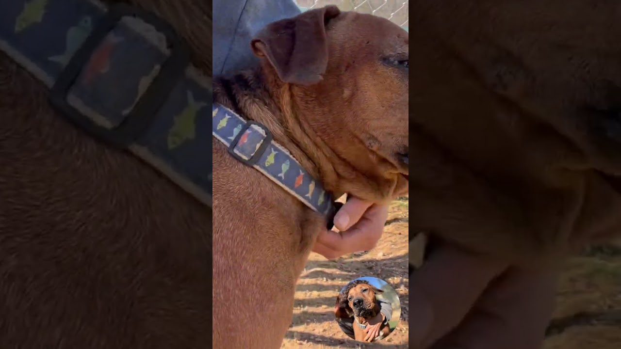 Enlarge Dozer, a Adoptable Hound in Manassas, VA video 3/6