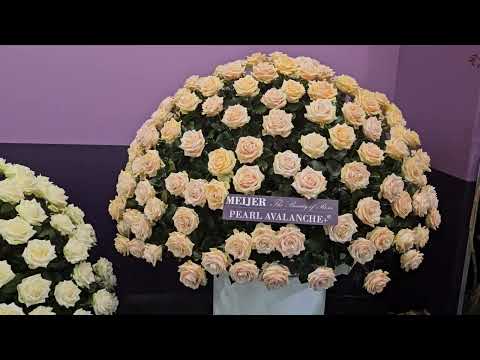 Růže od Meijer roses