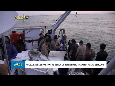 POLDA BABEL LEPAS 177.600 BENUR LOBSTER HASIL SITAAN KE PULAU SEMUJUR