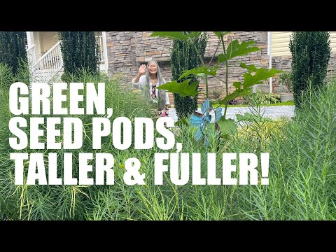 Discovering Amsonia Hubrichtii During Summer Months