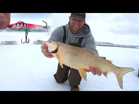 Early Spring Fishing Jitter Jigging Slapping Whitefish / Walleye TRY This!