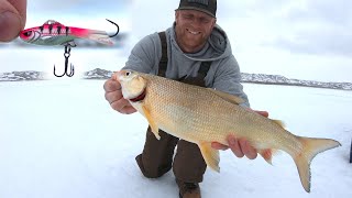 Early Spring Fishing Jitter Jigging Slapping Whitefish / Walleye TRY This!