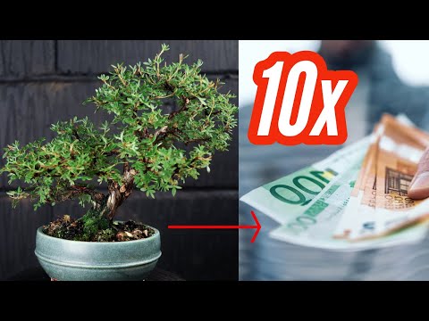 I Bonsai a Cheap Bush for Giga-Bucks