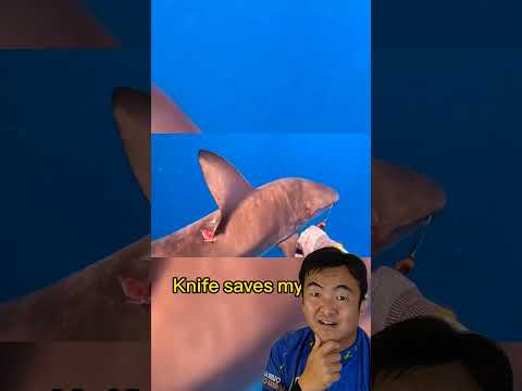 He stabbed the shark