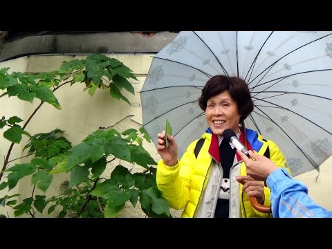 構樹根功效
