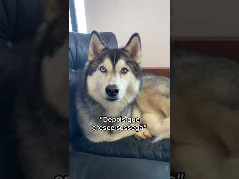 "CÃES FICAM MAIS CALMOS DEPOIS QUE CRESCEM" | #Shorts