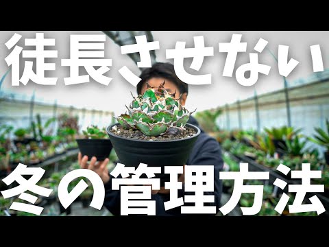植物は冬の覆いの下で水をやるべきですか？はい、いいえ!  庭園