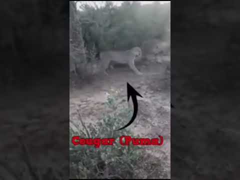 Dogo argentino vs puma.#dog #dogoargentino #puma #lion #fight #ytshorts