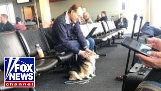 Corgi comforts man at airport