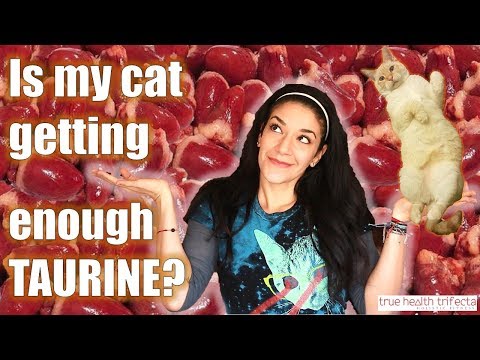 Is My Cat Getting ENOUGH Taurine? (Part 2 of 3) - Raw Cat Food / Cat Lady Fitness