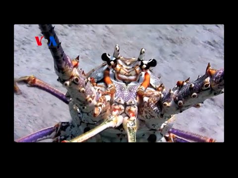 Under the Sea, in 3D! (On Assignment)