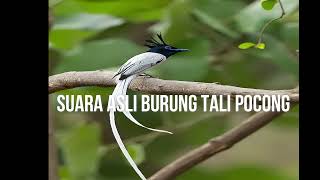 Download lagu Seriwang: Burung Cantik dengan Suara Kicauan yang Merdu mp3 Download lagu Seriwang: Burung Cantik dengan Suara Kicauan yang Merdu mp3