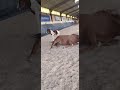Pouliche pie z avec du chic 