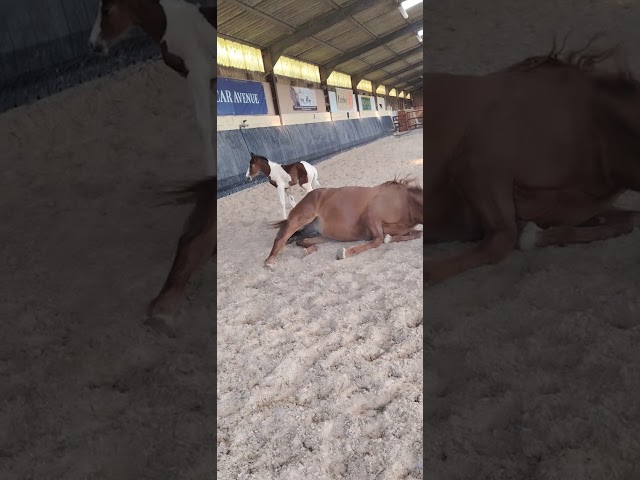 Pouliche pie z avec du chic 