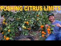 Growing A CITRUS TREE HEDGE: The CRAZIEST Thing I've Ever Done!