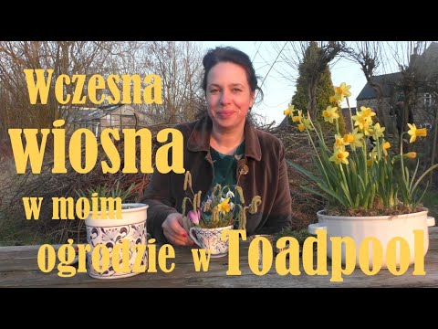 , title : 'Wczesna wiosna w moim ogrodzie w Toadpool - wysiewy, konstrukcje z leszczyny i malutkie bukieciki.'