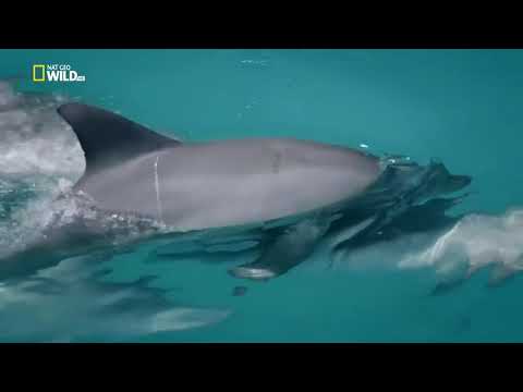Династия дельфинов