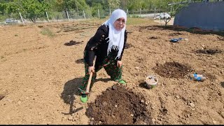 BOSTAN KAVUN KARPUZ NASIL EKİLİR? 🍈 ÖĞLEDEN SONRA NEDEN EKİLMEZ? DOĞRU OLABİLİR 