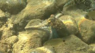 preview picture of video 'Ahtapot octopus fish Kodak ZX3 Bodrum Yalikavak Full HD 1080p'