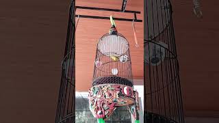 Download lagu Masteran Pleci Cha-Cha Nembak Sejalur Wit wit wit#shorts mp3