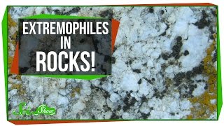 Tiny Extremophiles Living in Rocks!
