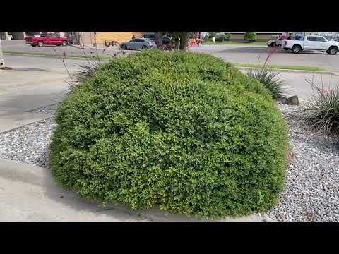 Best Plants Series - Dwarf Yaupon Holly