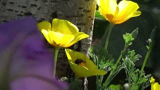 Mark Knopfler, Are We In Trouble Now, until wartime