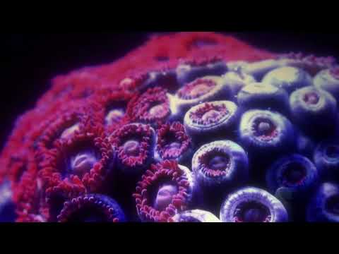 Samuel Rohrer HUNGRY GHOSTS teaser (AMEL-LP723)