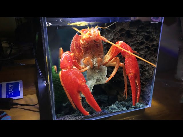 My MASSIVE Red LOBSTER Gets His DREAM TANK!!
