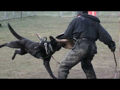 Ackey Levemar - protection 9,5 months