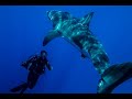 Terrifying! Huge Great white shark face to face with diver