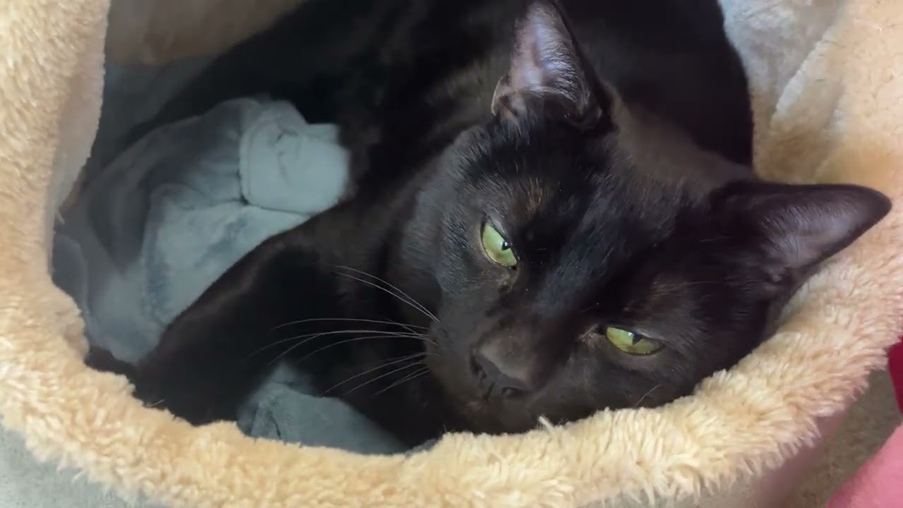 Enlarge Chin Chin, a ADOPTABLE Domestic Short Hair in Eatontown, NJ video 2/6