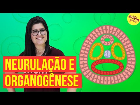 EMBRIOLOGIA: NEURULAÇÃO E ORGANOGÊNESE | Resumo de Biologia para o Enem