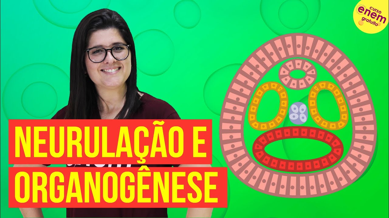 EMBRIOLOGIA: NEURULAÇÃO E ORGANOGÊNESE | Resumo de Biologia para o Enem