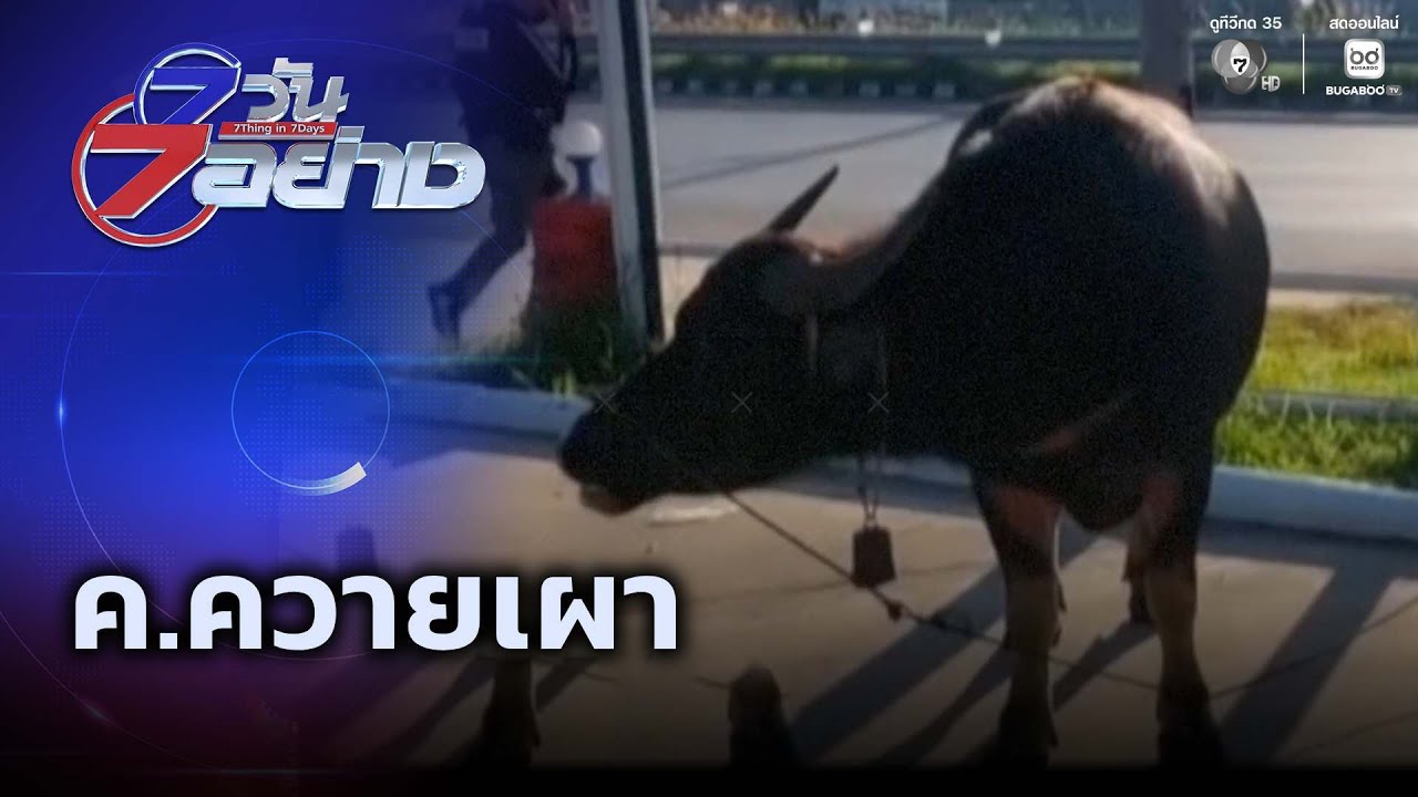 ค.ควายเผา | 7 วัน 7 อย่าง