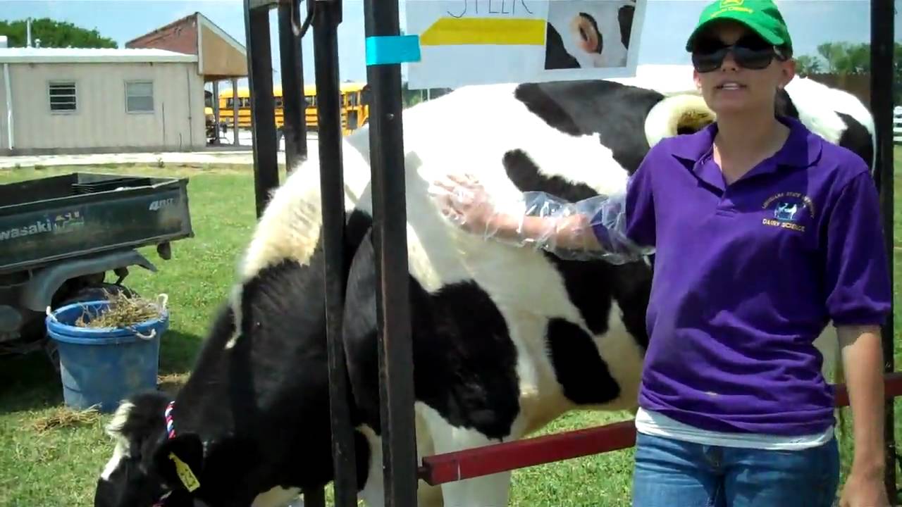 Animal, Dairy, and Poultry Sciences at LSU