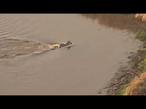Lion hunt from the sky...the ultimate view.