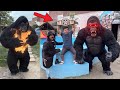 Shaka Don Vs Gorilla Clash Fix Gorilla Ko Agg Lag Gi