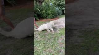 Download lagu Tigers give the biggest hugs 😅 myrtlebeachsafari Kody Antle P67 mp3