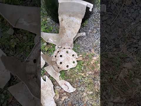 ユッカ・グロリオサは庭園で最も一般的な種です