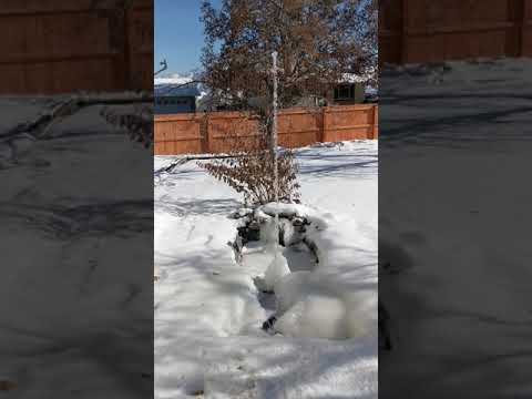 January 1st 2019 Mid Day Fountain 2